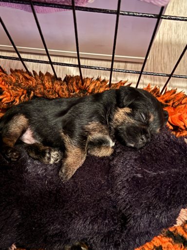 En av Nalas valpar som svimmat av trötthet En av Nalas valpar som svimmat av trötthet