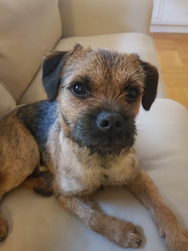 Arracs Natt och Dag hemma hos sin matte i soffan