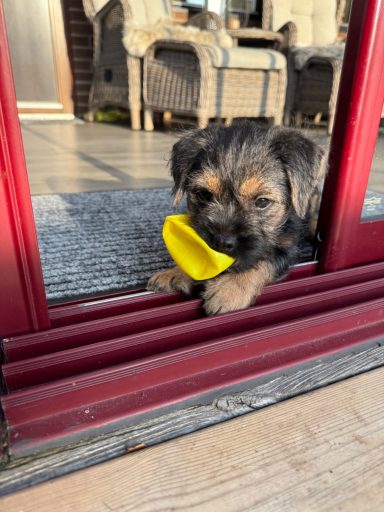 Lexie sötnosen Lexie sötnosen