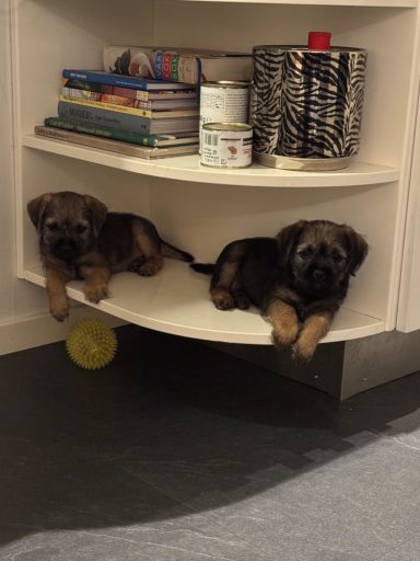 En plats i köket som dessa två grizzle valpar från Nalas kull gillar skarpt En plats i köket som dessa två grizzle valpar från Nalas kull gillar skarpt