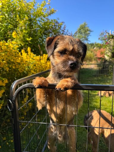 Buster på äventyr i Göteborg