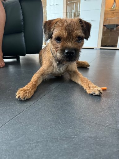 Arracs Nattglim på besök hemma hos oss