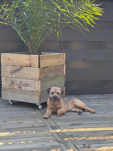 Nala i egen hög person