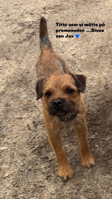 Arracs Nattglim på promenad med oss