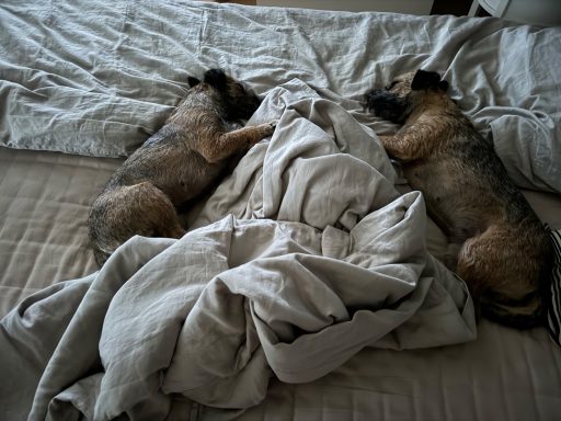 En vanlig syn kl 09.00 hemma hos oss!