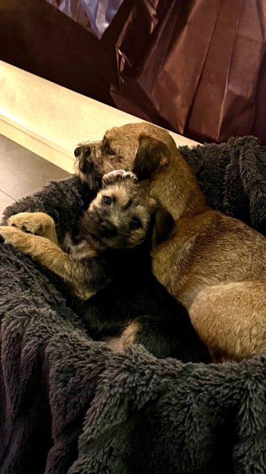 Så söt ihop att man blir tårögd