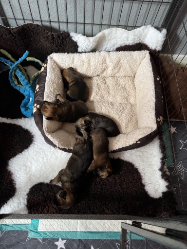 Matte vi vill ha en större korg , man ramlar ju ur denna