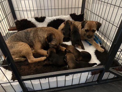 Divas O-kullen där vi har 2 som tar hand om valparna