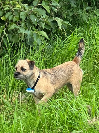 Alla våra hundar har alltid GPS på sig ute