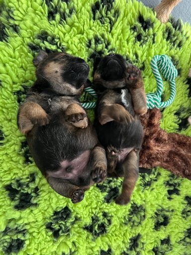 2 små runda mätta killar