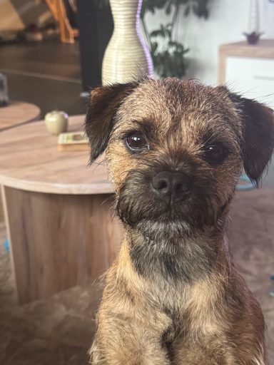 Buster älskar frukost