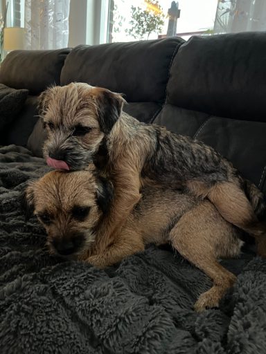 Lek med mig då Diva!!