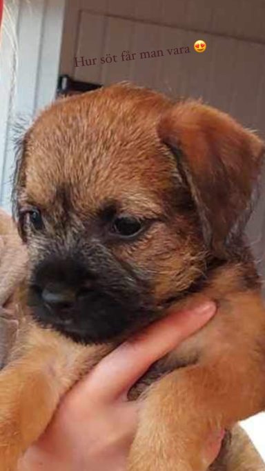 Nala innan vi hämtade hem henne från Juniper kennel