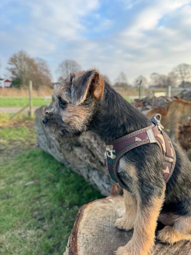 Vår lilla guldklimp Lexie här drygt 3 mån gammal