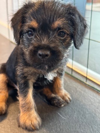 Lilla Lexie Arracs Pompon Lilla Lexie Arracs Pompon