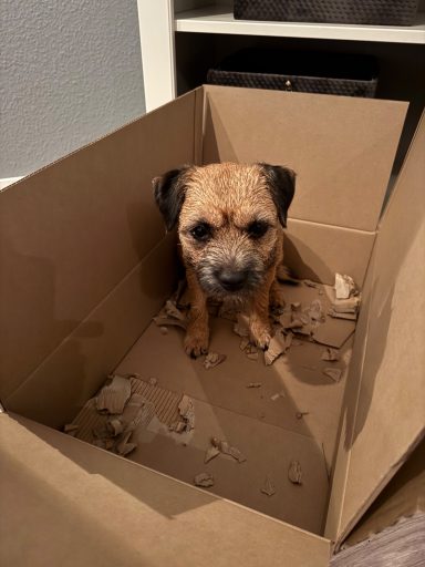 "Nala" gillar kartonger