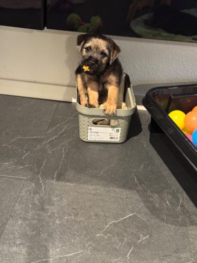 Lilla Morris Arracs Piccolino Lilla Morris Arracs Piccolino