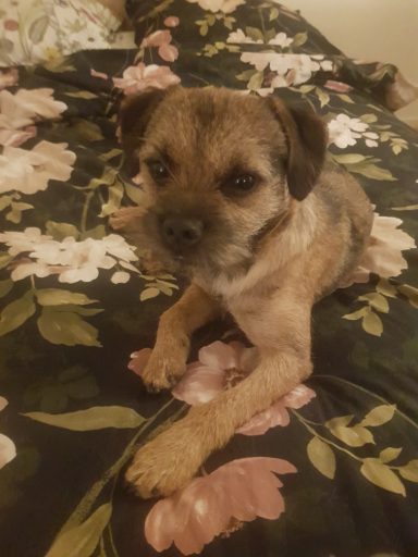 Arracs Natt o Dag nytrimmad